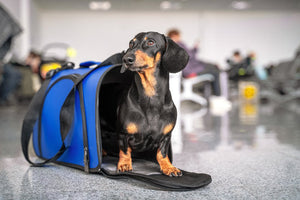 Travel Comfort With Confidence