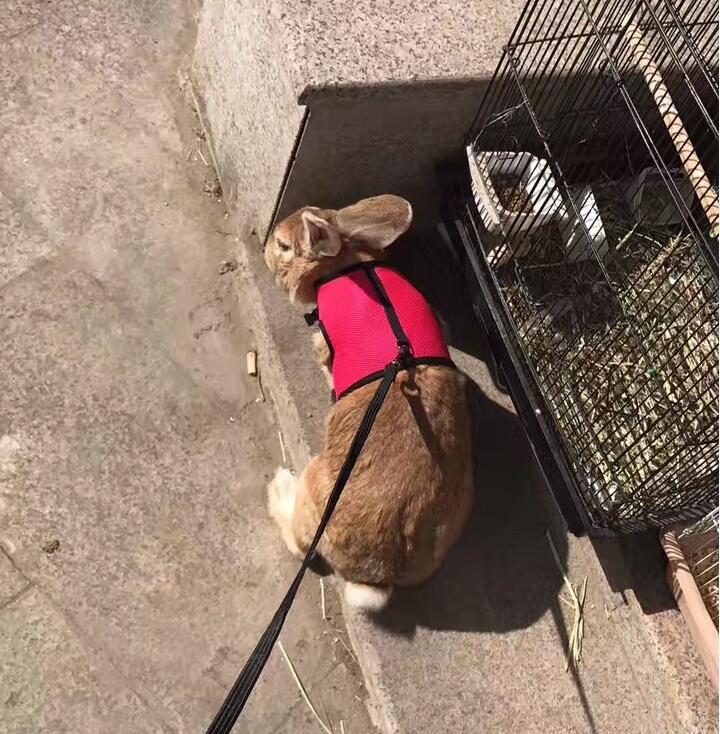 The Perfect Leash for Your Small Pet Adventures