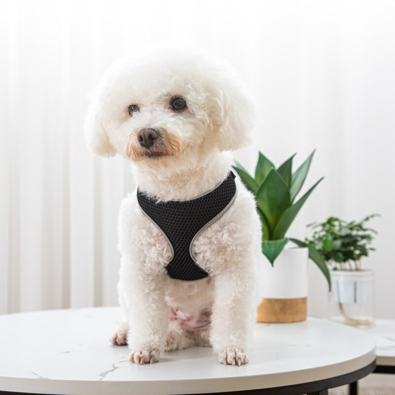 The Ultimate Pet Walking Experience with Our Leash and Harness Combo