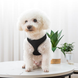 The Ultimate Pet Walking Experience with Our Leash and Harness Combo