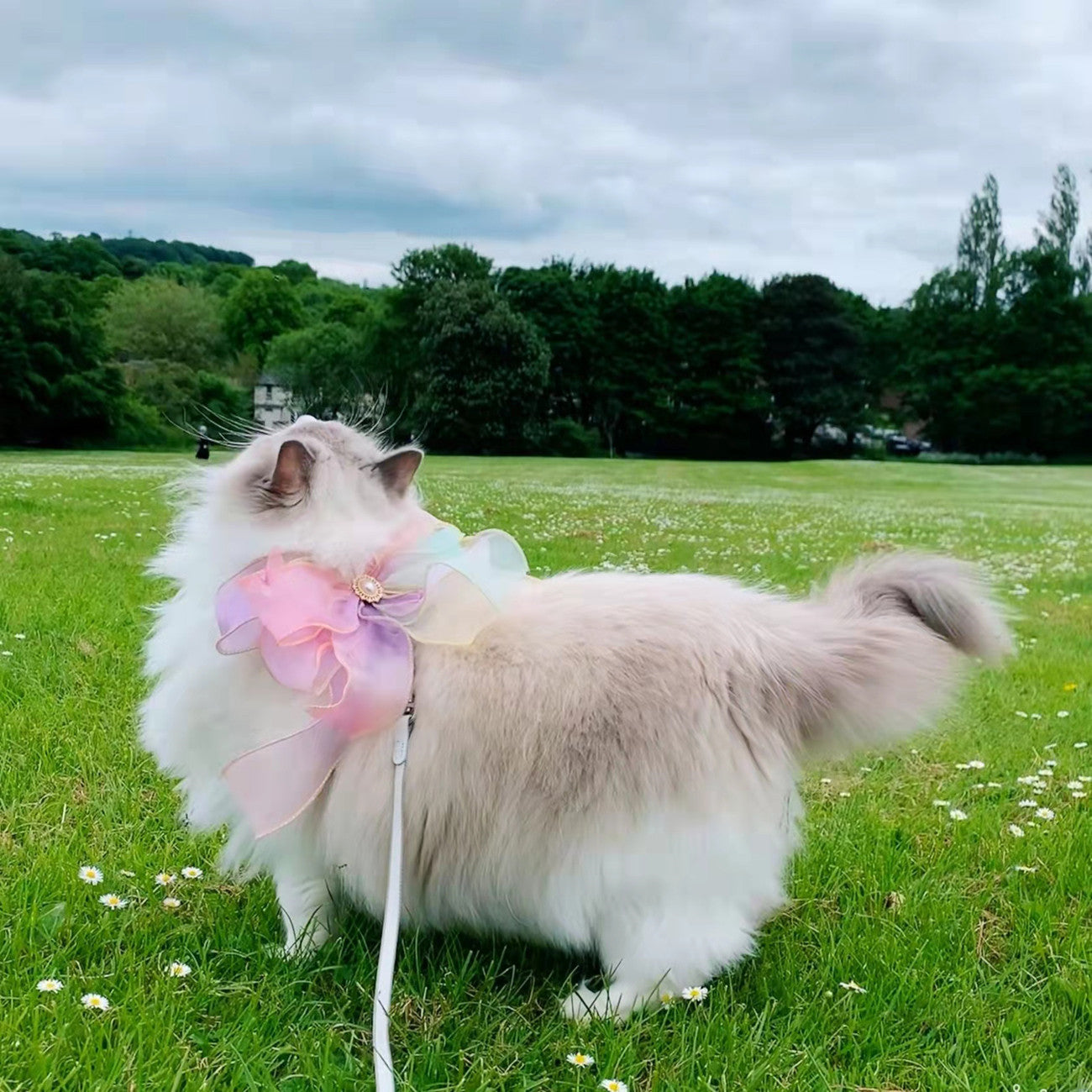 Butterfly Design Retractable Pet Leash: The Perfect Companion for Your Pet
