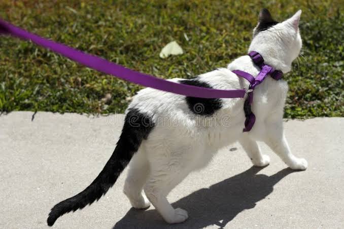 Walk Together Every Day