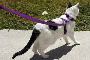 Walk Together Every Day